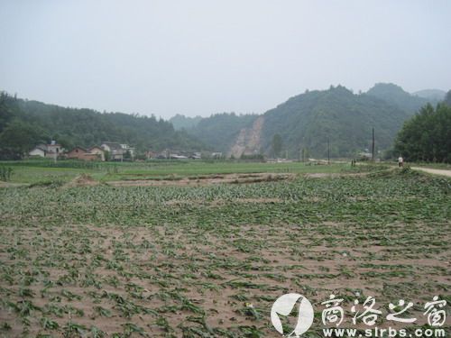 農(nóng)作物受災(zāi)920公頃，其中：絕收210公頃，水毀河堤72公里、耕地210公頃，灌渠24公里，自來(lái)水管線180公里。圖為趙