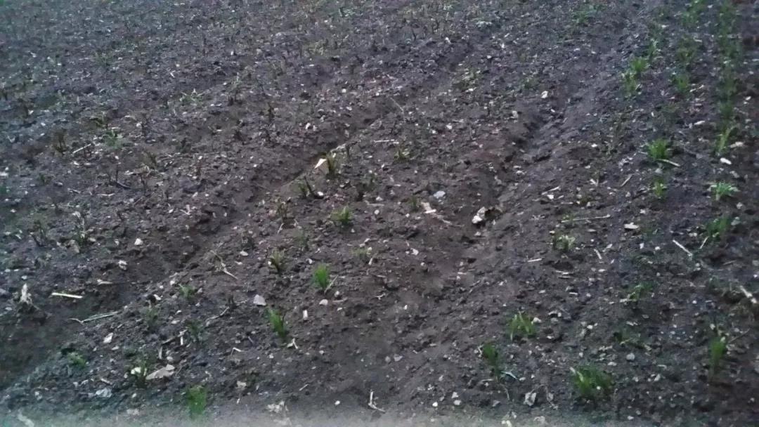 4一顆顆破土而出的中藥幼苗，為龍泉寺村帶來了新希望.jpg