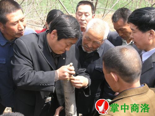 農業(yè)專家陳新樂（左二）在丹鳳縣棣花鎮(zhèn)兩嶺村指導核桃高接換優(yōu)嫁接技術