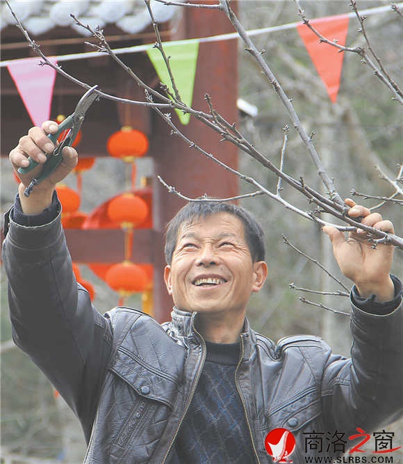 農(nóng)家樂經(jīng)營者周江寶正在修剪院中的櫻桃樹，計劃著將來讓來此吃飯的游客在自家院內(nèi)采摘。