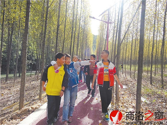 風景如畫的楊樹林