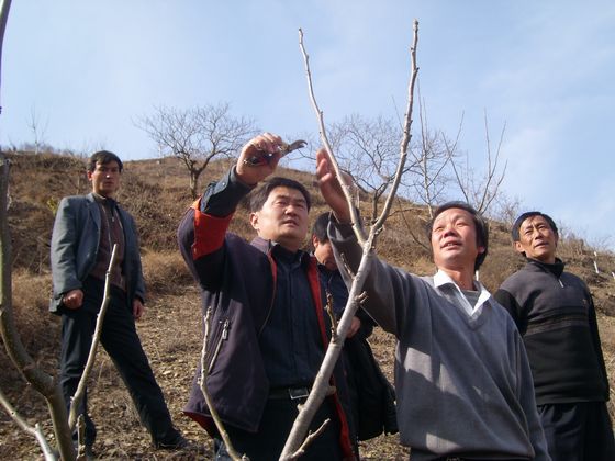 開展果樹嫁接、修剪等技術(shù)培訓(xùn).JPG