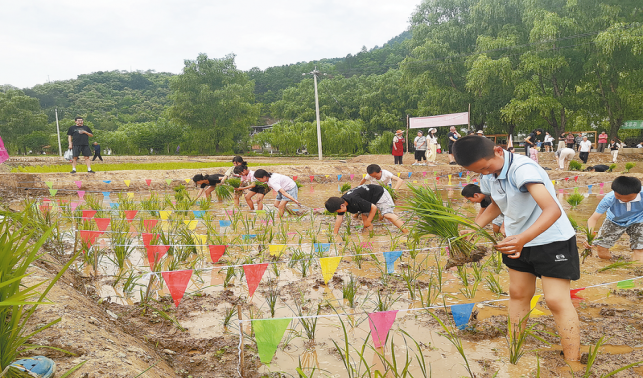 “稻香田園?樂(lè)享農(nóng)耕”插秧大賽在閆坪村舉辦