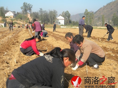 栽植良?，F(xiàn)場(chǎng)1_conew1.jpg