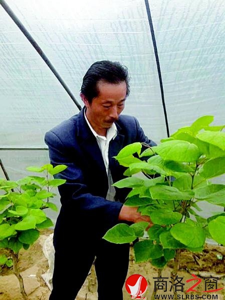 農(nóng)技服務進大棚