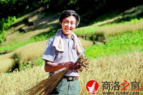 施慶壽來給親戚幫忙，他把麥穗編好后，用來捆麥子。