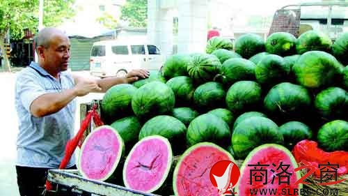 謝小榮把一車的西瓜整理好，準(zhǔn)備開業(yè)。
