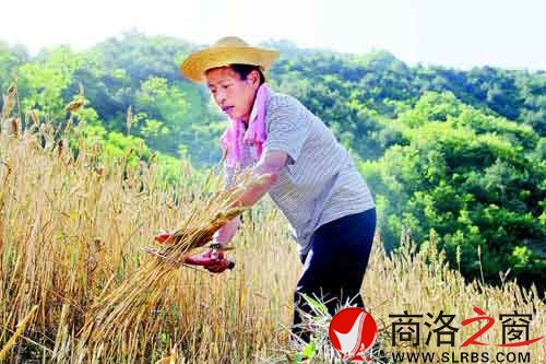 下午兩點多，一天中最熱的時候，趙順堂頂著太陽在地里割麥子。