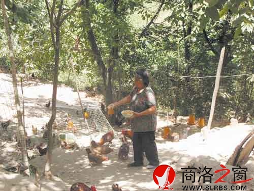 在新一輪扶貧開發(fā)中，我市不少農(nóng)戶都將林下養(yǎng)殖作為發(fā)展項(xiàng)目。