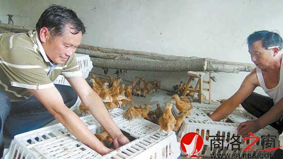 鴻偉公司向八龍村捐贈(zèng)了5000只價(jià)值6萬元的雞苗，村民江文春正在接收雞苗。
