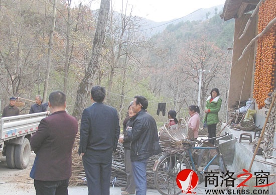 區(qū)交通局將優(yōu)質核桃樹苗分發(fā)給群眾
