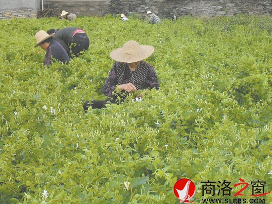 在市委宣傳部的幫扶下新建的100畝金銀花基地，增加了村民收入。