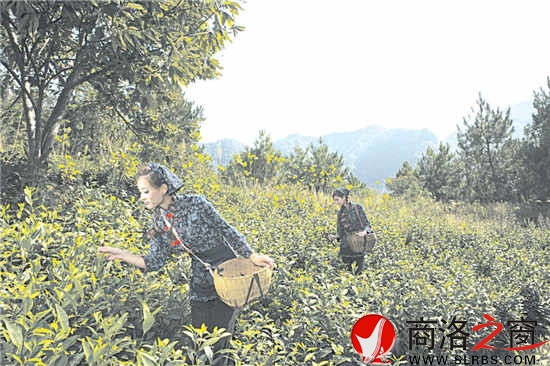 茶葉已成為鎮(zhèn)安農民增收的骨干產業(yè)