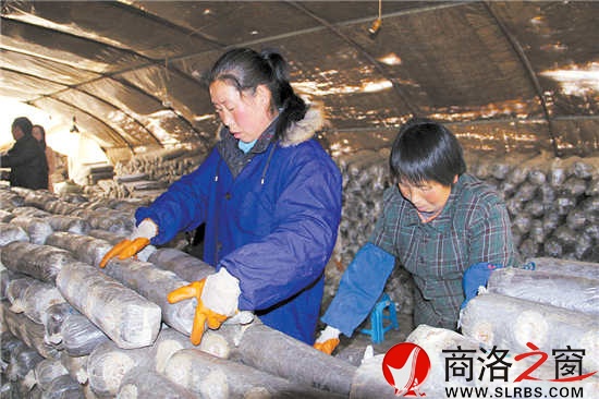 香菇大棚里，幾位村民正在忙碌地碼放料袋。香菇產(chǎn)業(yè)的發(fā)展，解決了當(dāng)?shù)財(cái)?shù)十名留守婦女的就業(yè)問(wèn)題。