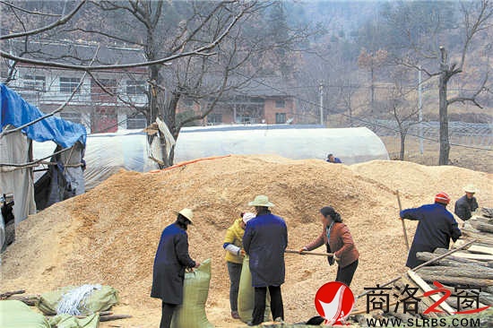 韓子坪村薪炭林資源豐富，群眾采取間伐或管護(hù)取枝的材料制作鋸末填充料袋，保證生產(chǎn)出味道鮮美的食用菌。