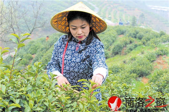 今年22歲的采茶女兼導(dǎo)游王蓉,把采茶當(dāng)成一種樂(lè)趣。