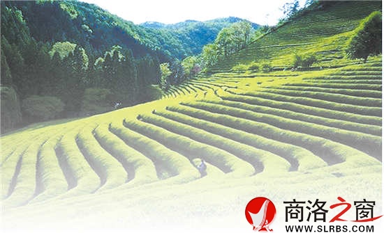 商南是陜西有名的產(chǎn)茶區(qū)，滿山遍野的茶樹(shù)就像是覆蓋在山上的綠毯子，成為農(nóng)民的綠色銀行。