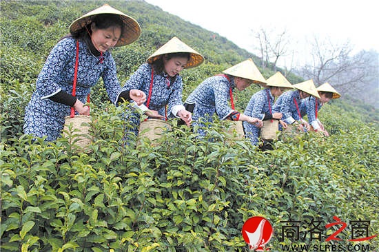 采茶時(shí)節(jié)，茶園與采茶女成為商南一道靚麗的風(fēng)景。