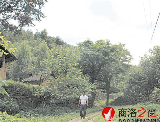 家鄉(xiāng)的這條路楊安平已走了多年，但他每次經(jīng)過這里，都有一種深深的眷戀。