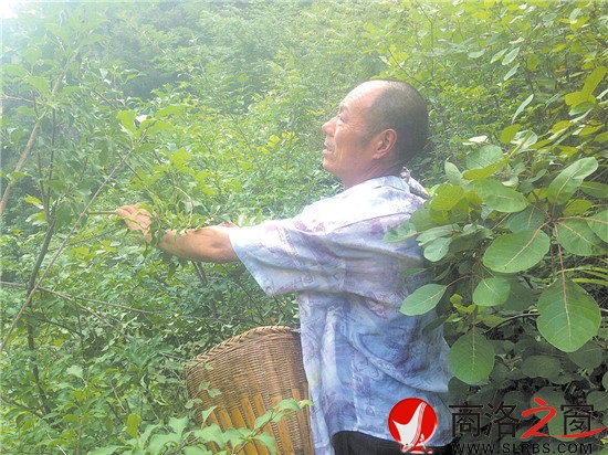 打山貨每天能賣(mài)百十元錢(qián)，成了炎炎夏季袁漢友最開(kāi)心的事情。